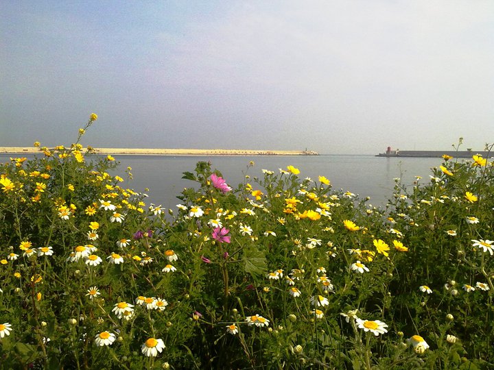 Molfetta: i fiori musicali, rassegna